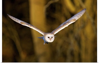 Barn owl flying out of woodland looking for food in autumn evening light.