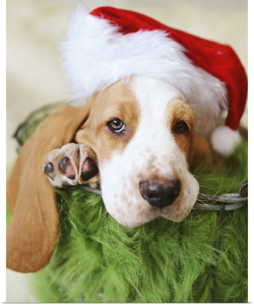 basset hound puppy christmas photo