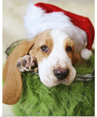 Basset Hound wearing a Santa hat