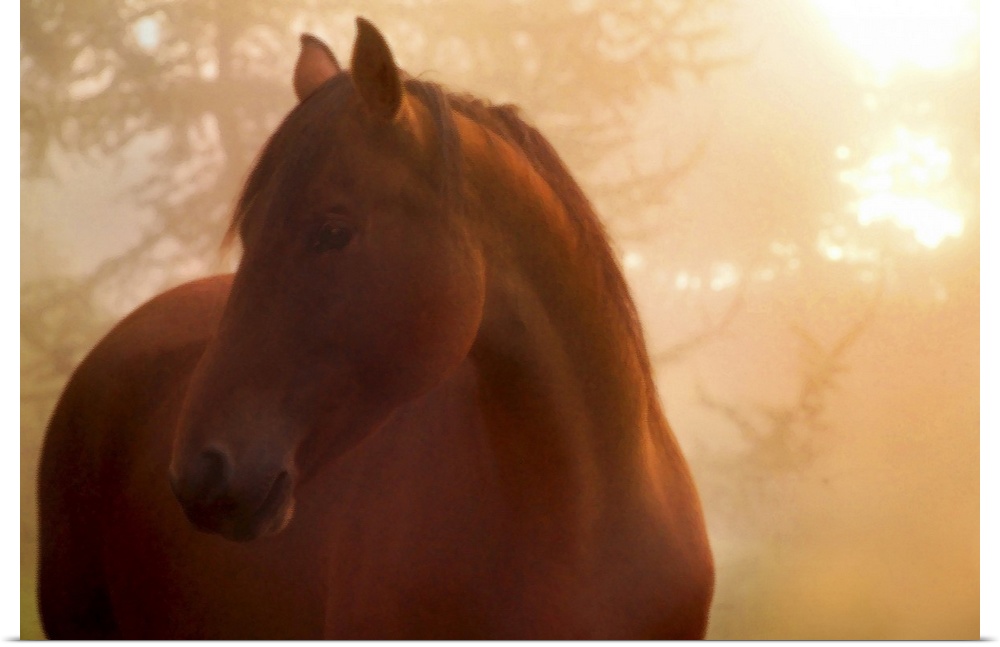 Horse looking to the side in the mists at dawn.
