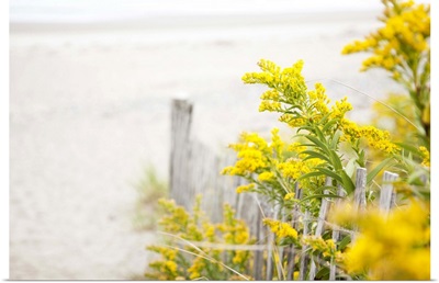 Beach fence with yellow flowers