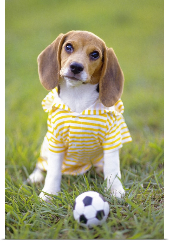 Beagle; is a medium sized dog breed and a member of the hound group, similar in appearance to a Foxhound but smaller with ...
