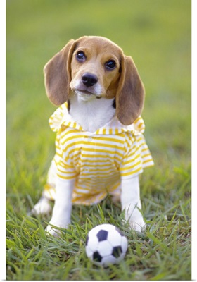 Beagle ready to play