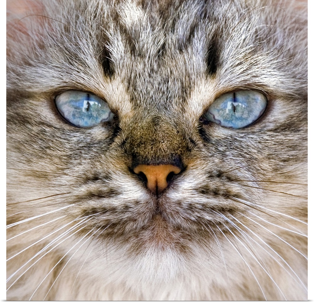 Beautiful long hair furry blue eyes cat