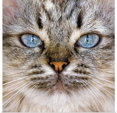 Beautiful blue eyes of a longhaired cat