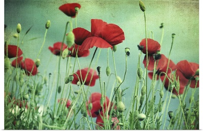 Beautiful red poppies with green-blue textured background