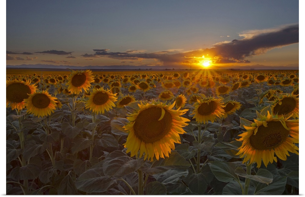 Horizontal photograph of a vast sunflower field, the sun setting on the horizon, in Colorado.