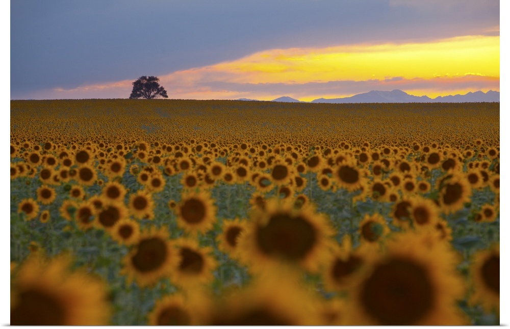 Beautiful sunflower field in Colorado at sunset.
