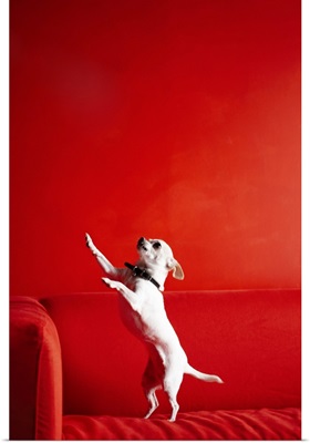 Begging Chihuahua standing on red sofa