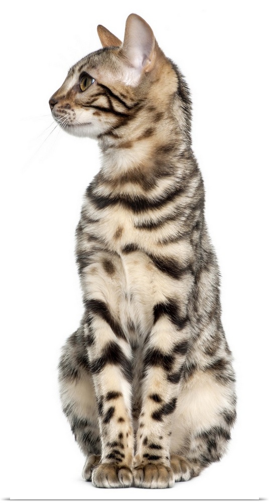 Bengal kitten (4 months old) sitting and looking left