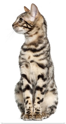 Bengal kitten sitting and looking left