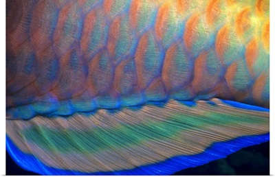 Bigeye Priacanthus hamrur, close-up of fin