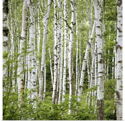 Birch trees (Betula sp.), summer
