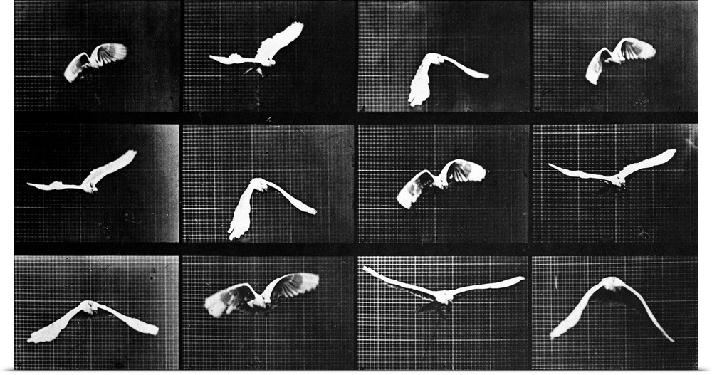 A bird flies in a series of photographs depicting motion.