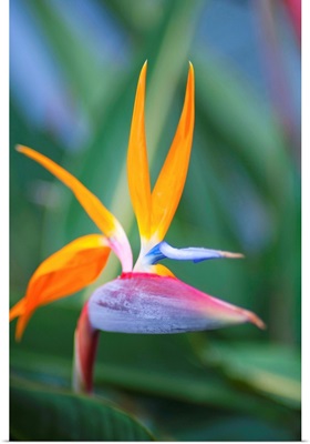 Bird-Of-Paradise Flower On Maui