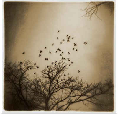 Birds and Trees, Discovery Park by Kevin Cruff