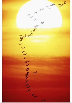Birds flying in formation, sunset