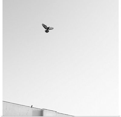 Birds flying in the sky,  Black and White Photos.