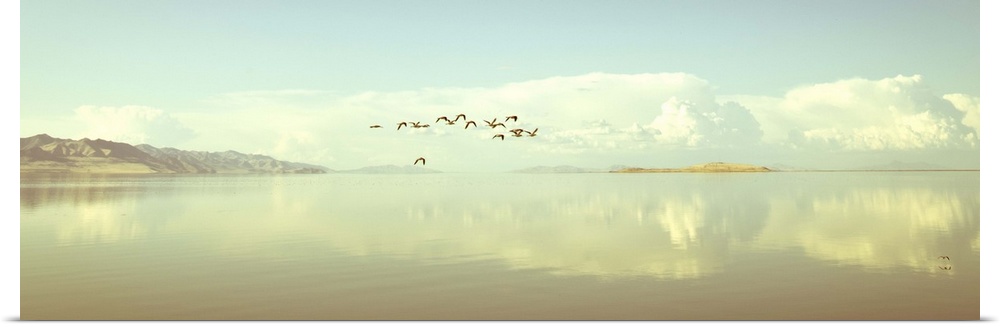Birds flying on Salt Lake, Utah, US.