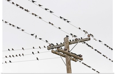 Birds perched on wires