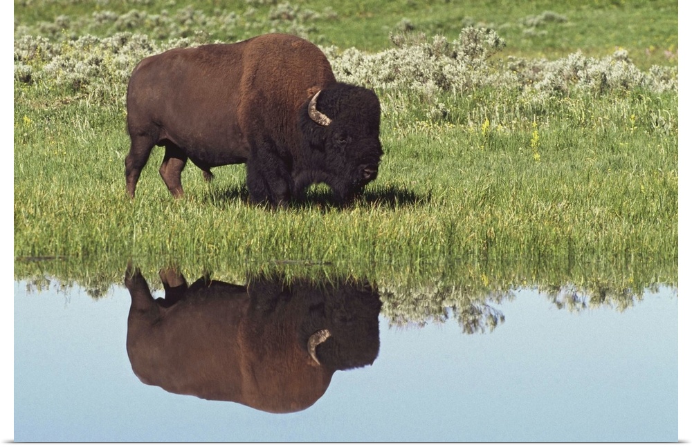 Bison (Bison Bison) On Grassy Meadow With Reflection In Pool