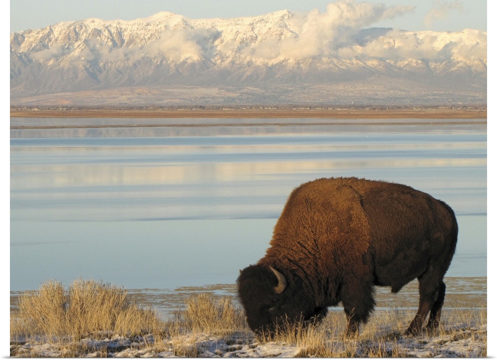 Bison grazing in winter on Antelope Island in Great Salt Lake with snowy Wasatch Mountains in background.
