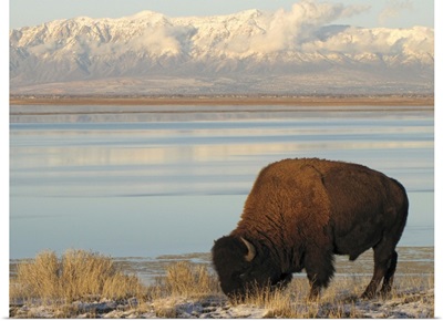 Bison grazing in winter on Antelope Island in Great Salt Lake.