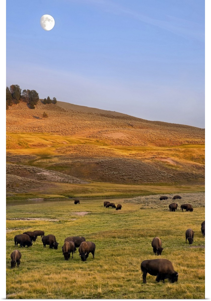 Bison grazing on hill at Hayden Valley, Moonrise, Yellowstone National Park, WY.