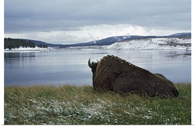 Bison Resting With Snow On Its Back, Yellowstone National Park, Wyoming, Usa