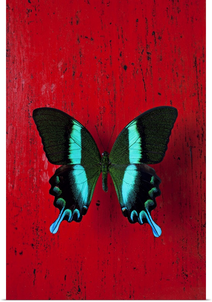 Black and blue butterfly on red wall