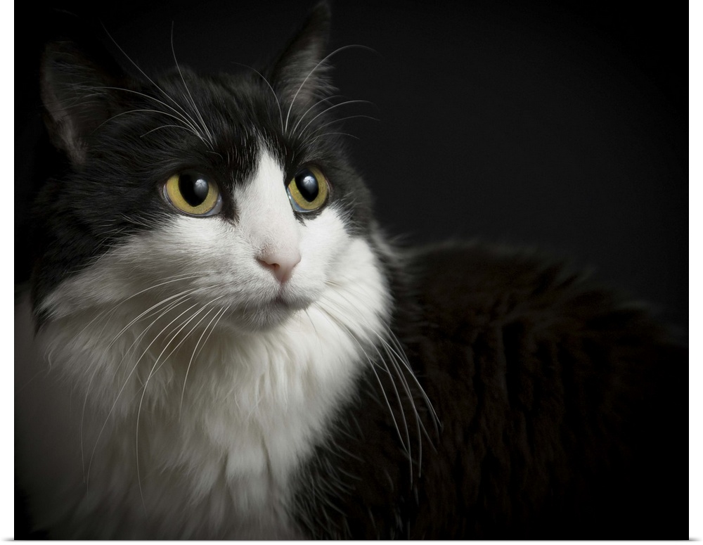 Black and white cat, low-key on black background.  Yellow eyes, and long whiskers.