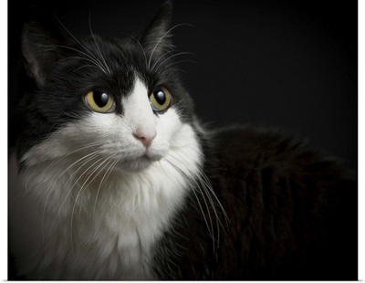 Black and white cat, low-key on black background.  Yellow eyes, and long whiskers.