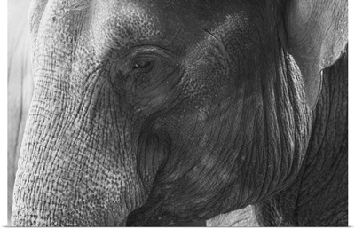 Black and White Elephant portrait