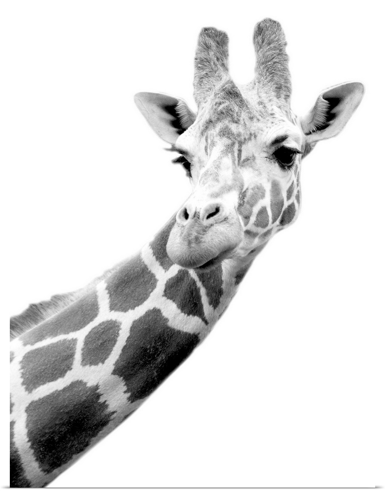 The head and part of the neck of a giraffe is photographed in black and white.