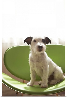 Black and white terrier dog sitting on green chair by window