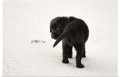 Black Labrador Puppy on the beach
