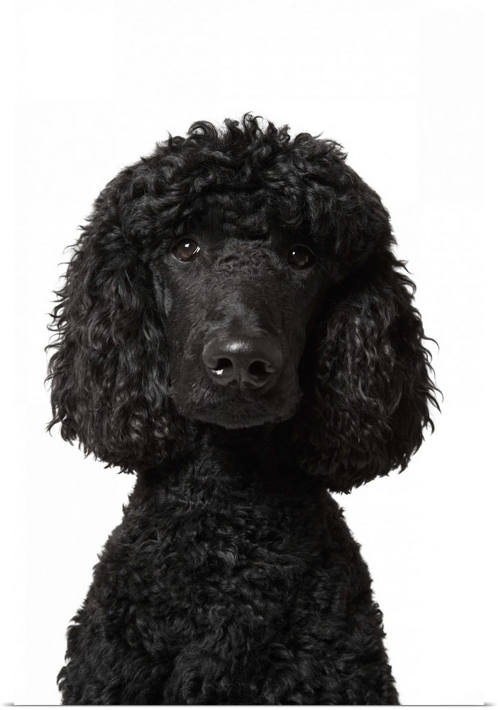 Black Standard Poodle on white background.