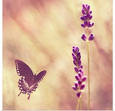 Black swallowtail butterfly flying towards lavender.