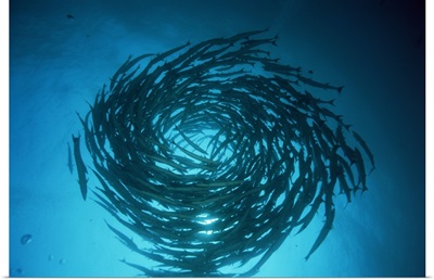 Blackfin barracuda swimming in circles , Malaysia