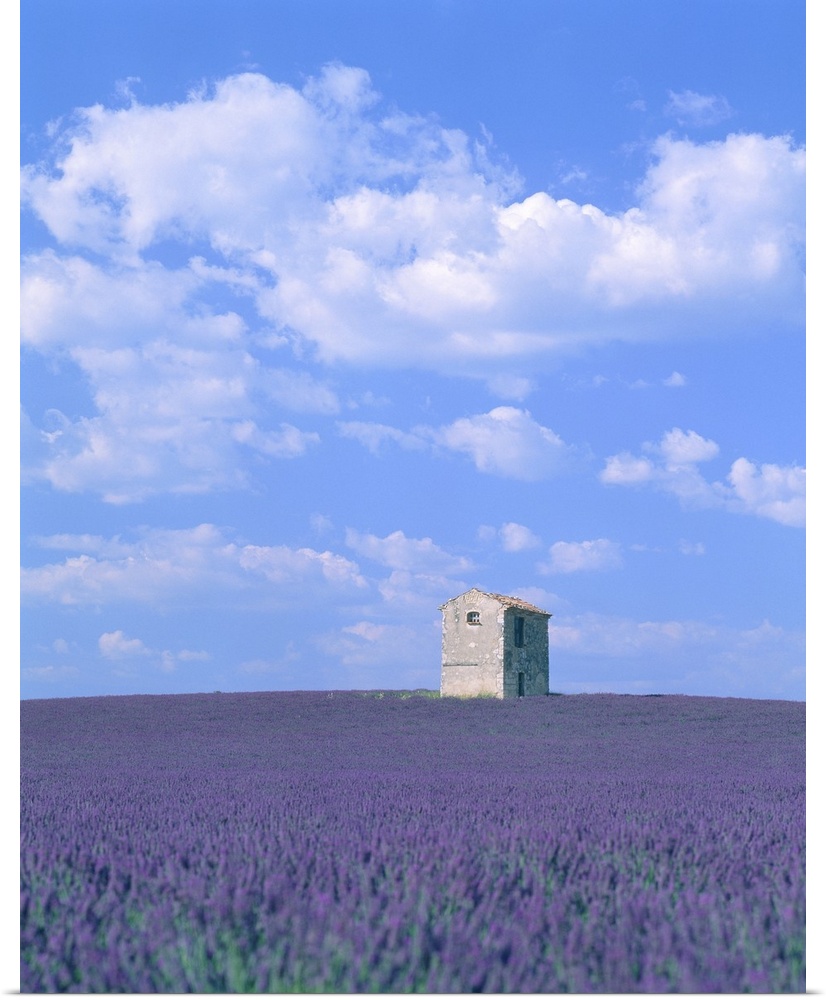 Blooming Lavender And Stone House In France