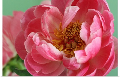 Blooming pink peony with tight crop and green background.