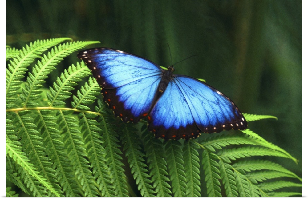 Horizontal photograph of a bright blue butterfly with open wings, resting on the leaf of a fern, the green background is s...