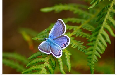 Blue butterfly on fern