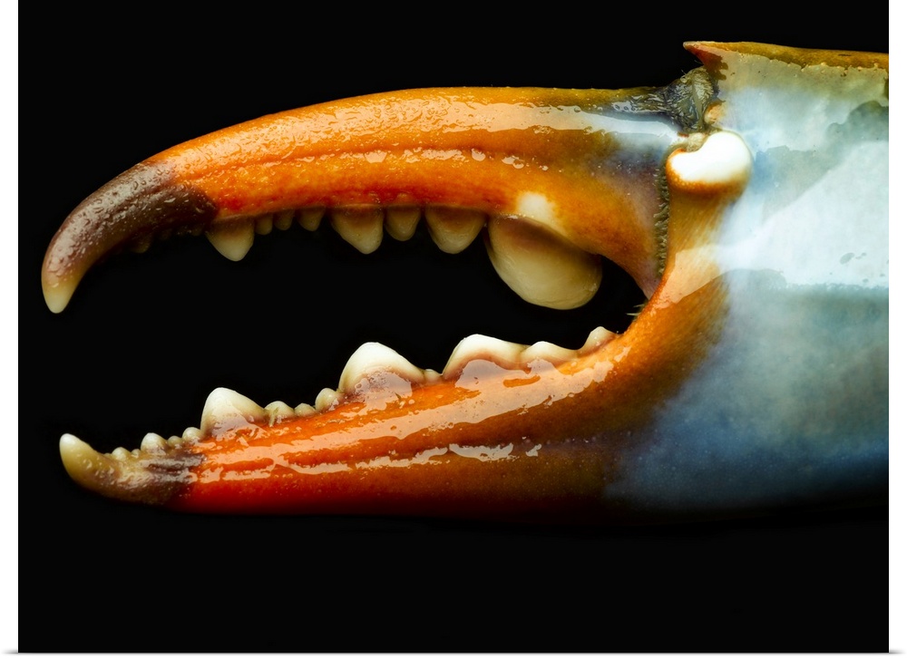 The claw of a blue crab is photographed very closely to show its detail.