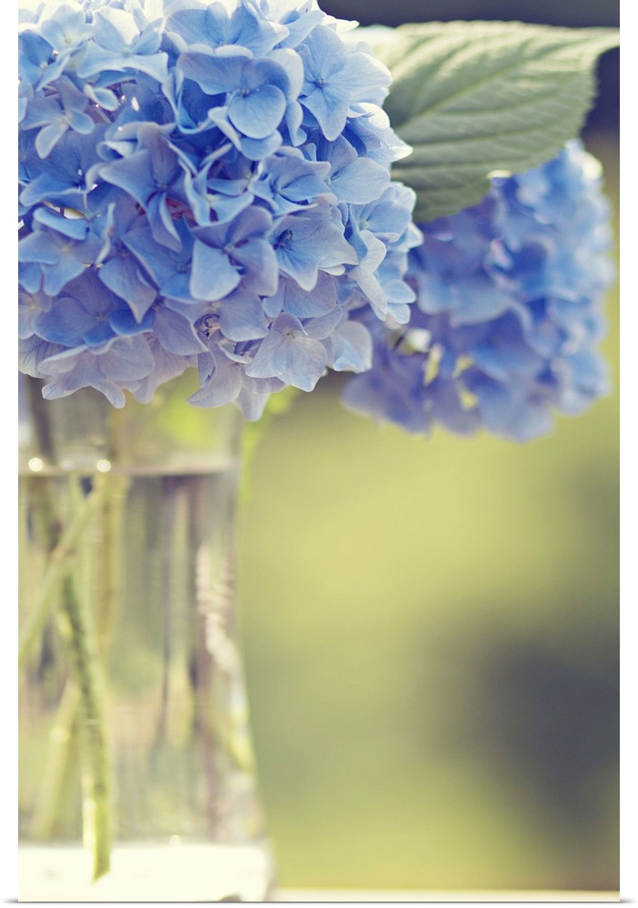 Blue hydrangea flowers soft, ethereal, offset in glass vase, delicate, astanse.