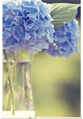 Blue hydrangea flowers soft, ethereal, offset in glass vase, delicate, astanse.