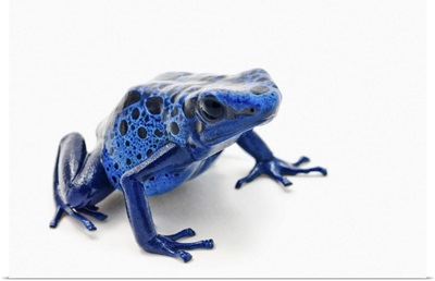 Blue Poison Dart Frog (Dendrobates Tinctorius)