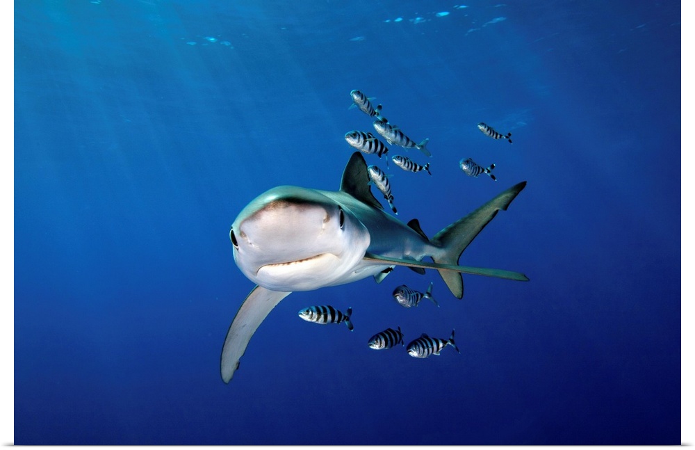 Blue shark (Prionace glauca) with Pilot fish off Faial Island in Azores.