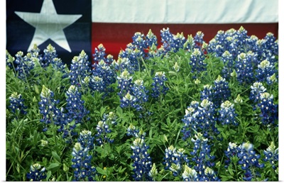 Bluebonnets, Texas state flag in background, USA