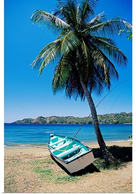 Boat and palm tree, Tobago, Caribbean